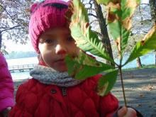 Przedszkolaki grabią liście kasztanowca